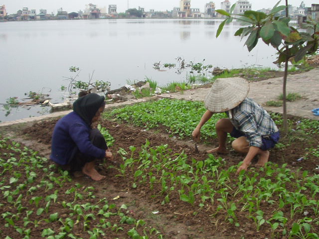 Vegetable irrigation